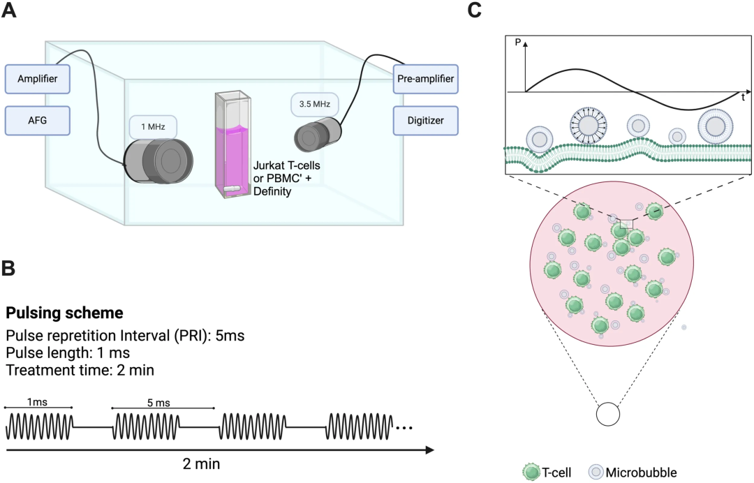 微泡介导超声如何用“物理之力”重塑实体瘤免疫格局？
